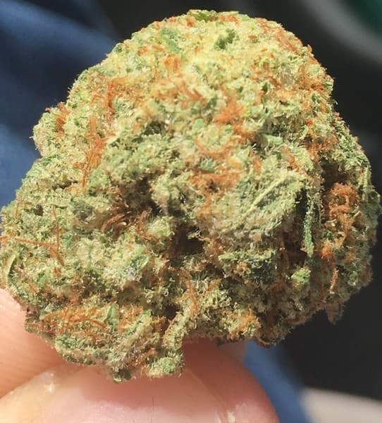 Iced Widow cannabis strain, community photo 4