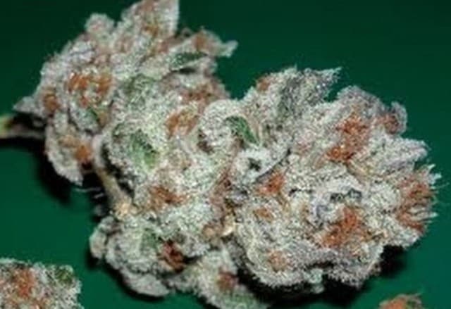 Irene OG cannabis strain, community photo 1