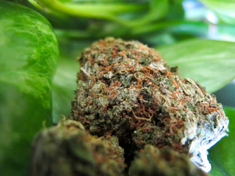 Irene OG cannabis strain, community photo 2