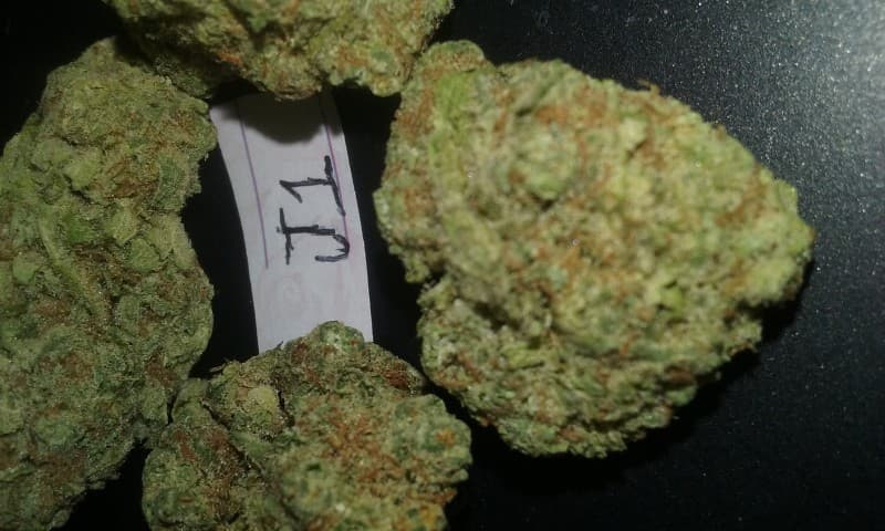J1 cannabis strain, community photo 1