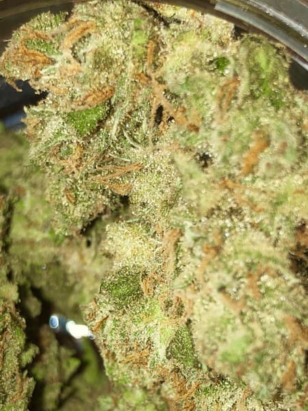 J1 cannabis strain, community photo 2