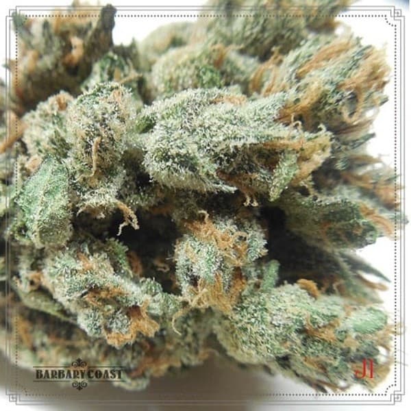 J1 cannabis strain, community photo 3
