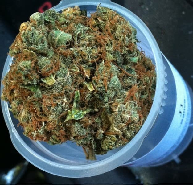J1 cannabis strain, community photo 4