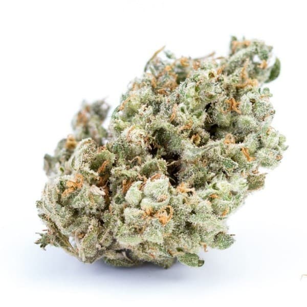 Jack Herer cannabis strain, community photo 2