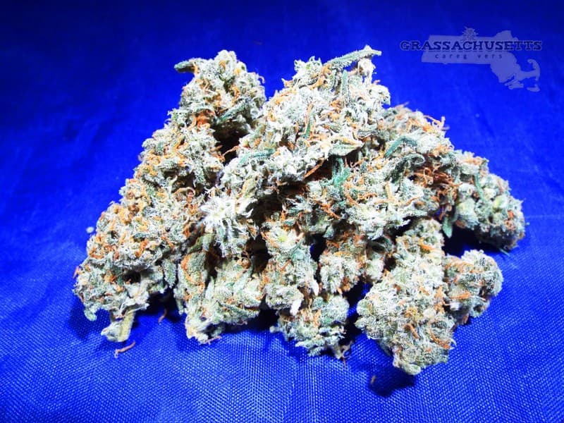 Jack Herer cannabis strain, community photo 3