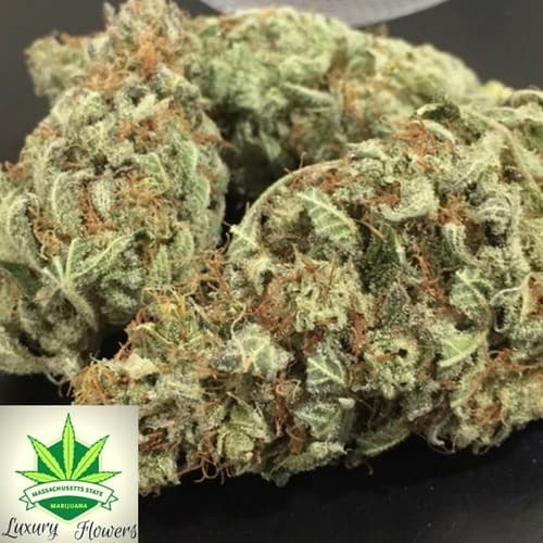 Jack Herer cannabis strain, community photo 5