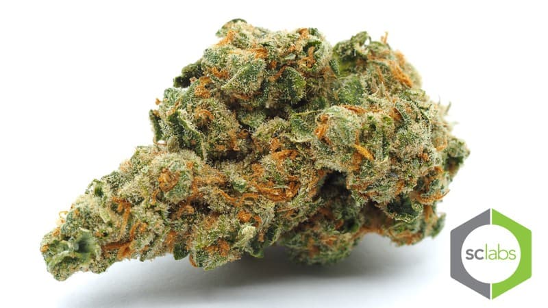 Jack Herer cannabis strain, community photo 8