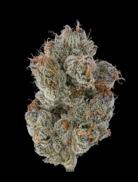 Jealousy cannabis strain, community photo 3