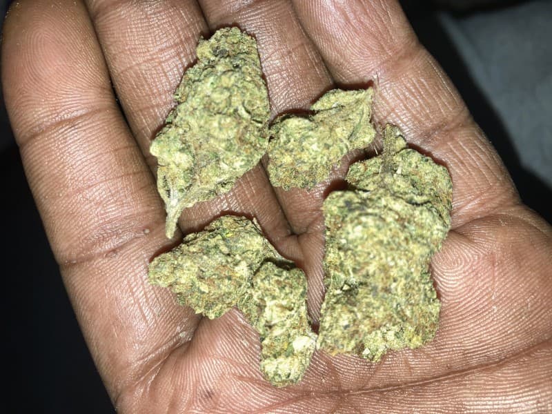 Jealousy cannabis strain, community photo 5