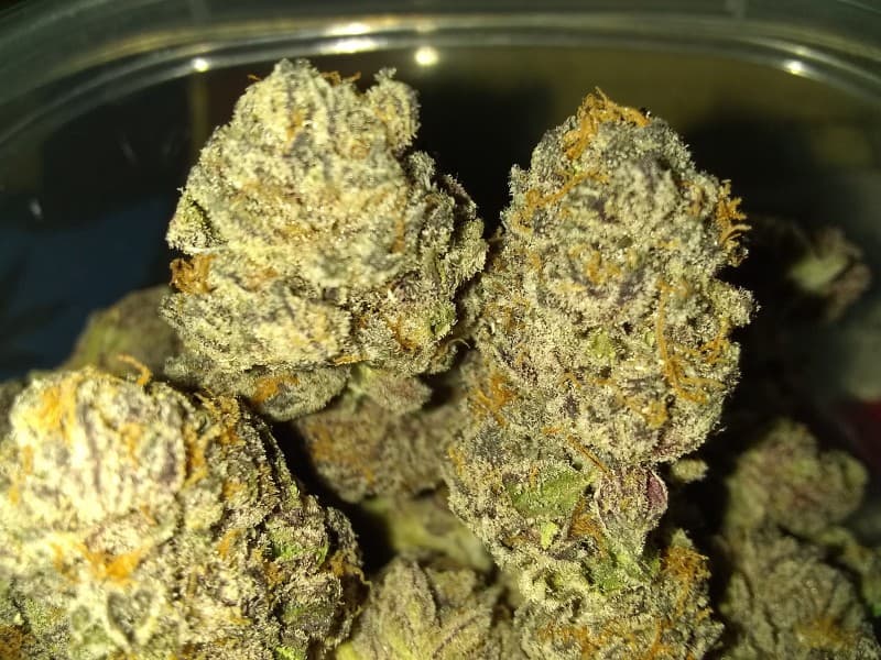 Jealousy cannabis strain, community photo 6