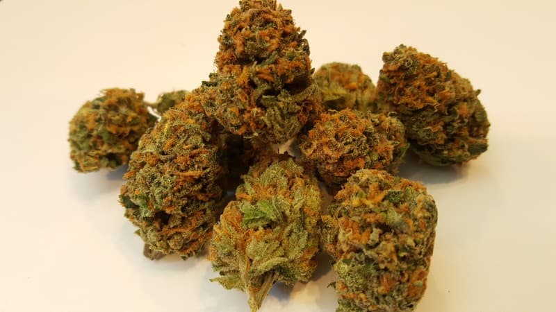 Jedi Kush cannabis strain, community photo 1
