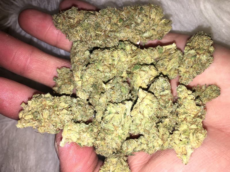 Jedi Kush cannabis strain, community photo 2
