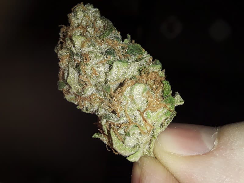 Jenny Kush cannabis strain, community photo 1