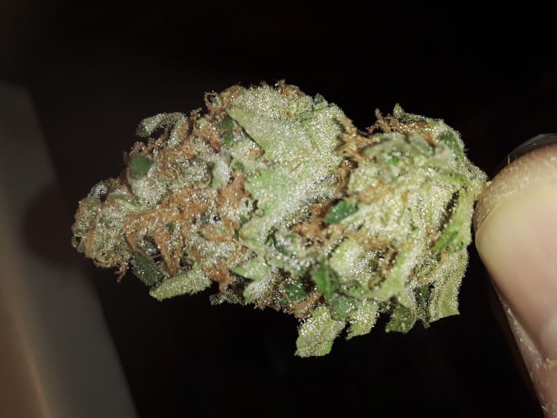 Jenny Kush cannabis strain, community photo 2