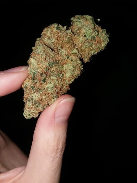 Jenny Kush cannabis strain, community photo 3