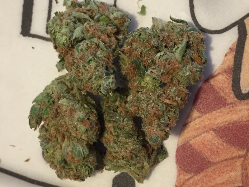 Jenny Kush cannabis strain, community photo 4