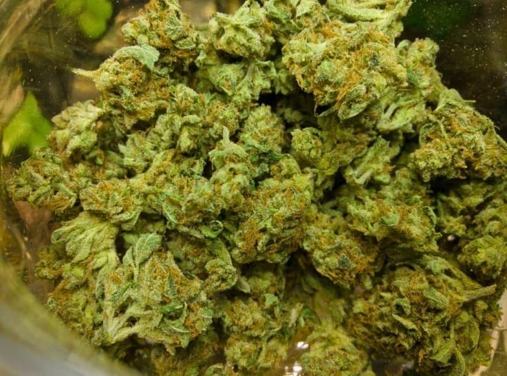 Jenny Kush cannabis strain, community photo 5