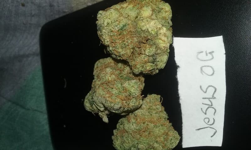Jesus OG cannabis strain, community photo 3