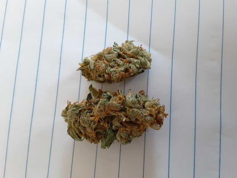 Jesus OG cannabis strain, community photo 4