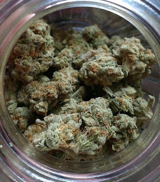 Jesus OG cannabis strain, community photo 7