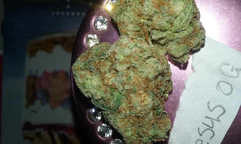 Jesus OG cannabis strain, community photo 8