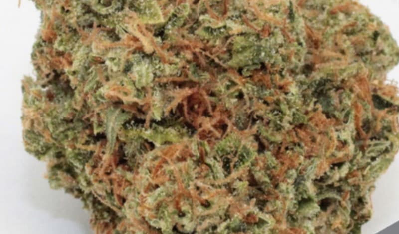 Jet Fuel cannabis strain, community photo 5