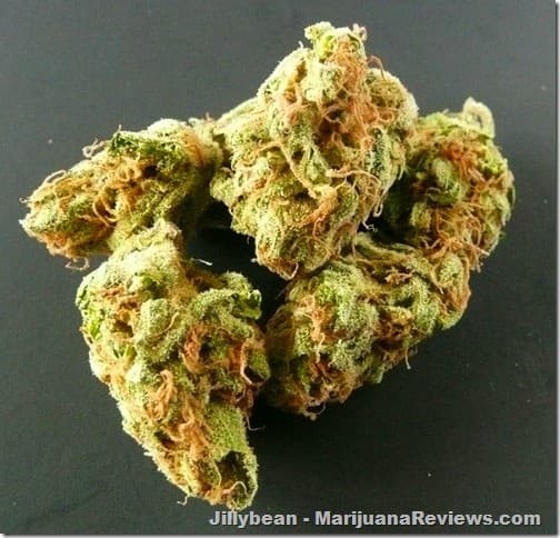 Jillybean cannabis strain, community photo 1