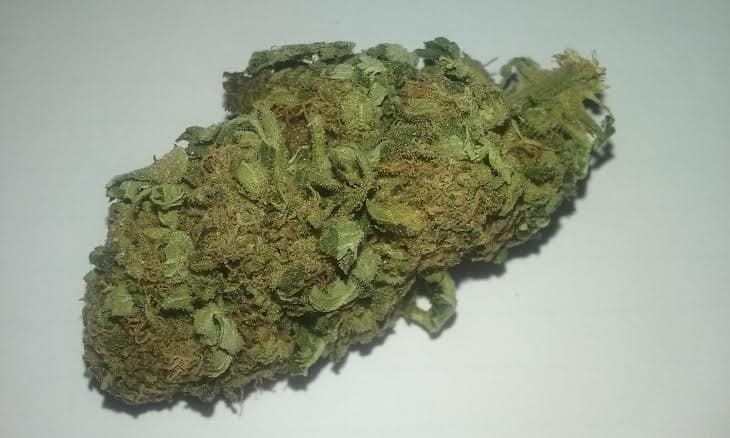 Jillybean cannabis strain, community photo 2