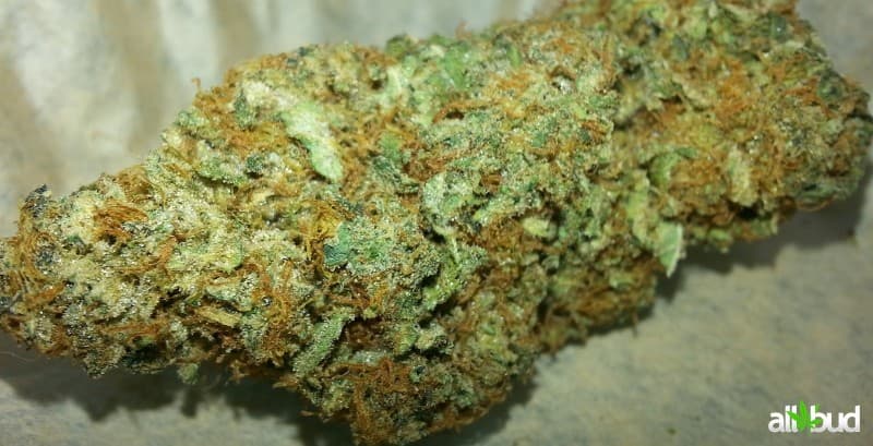 Jillybean cannabis strain, community photo 4