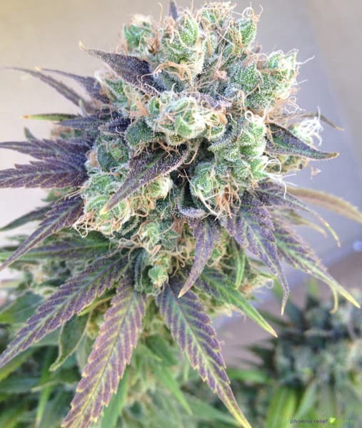 Jillybean cannabis strain, community photo 6