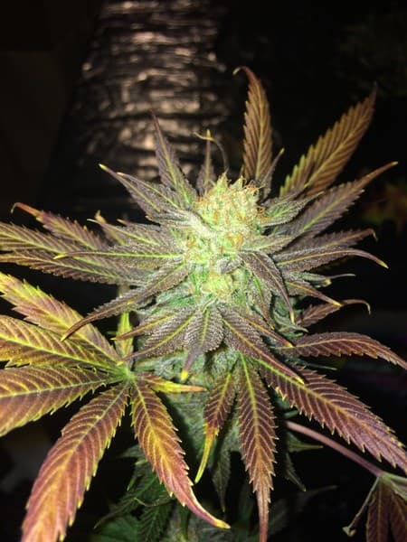 Jillybean cannabis strain, community photo 7