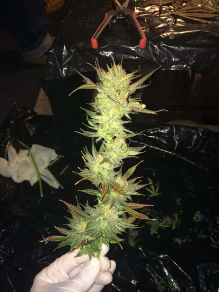 Jillybean cannabis strain, community photo 8