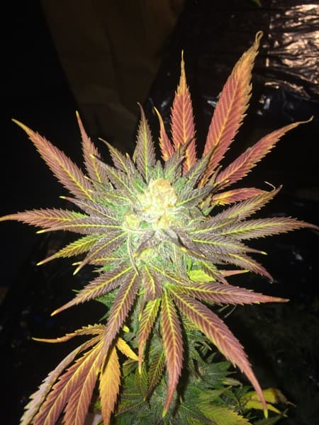 Jillybean cannabis strain, community photo 9