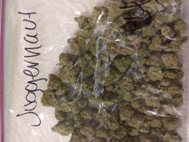 Juggernaut cannabis strain, community photo 1