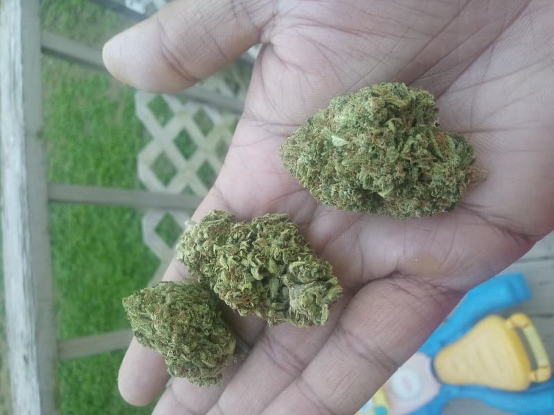 Juicy Fruit cannabis strain, community photo 8