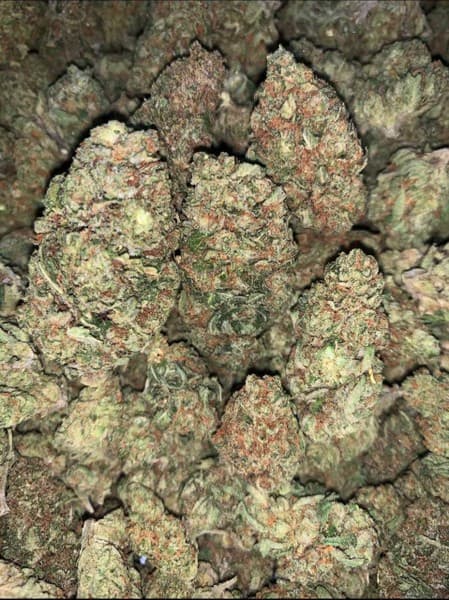 Jungle Cake cannabis strain, community photo 1