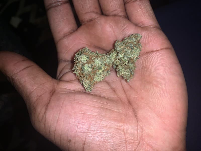 Jungle Cake cannabis strain, community photo 2