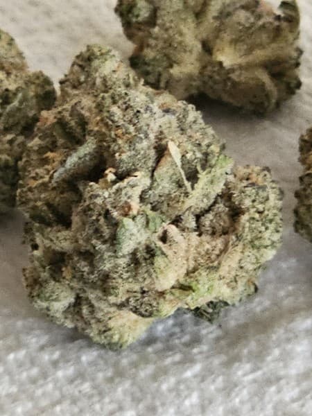 Jungle Pie cannabis strain, community photo 1