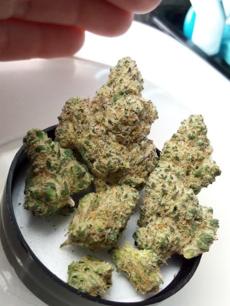 Jungle Pie cannabis strain, community photo 2