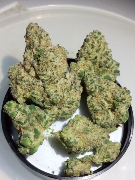 Jungle Pie cannabis strain, community photo 3