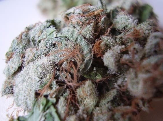 Kali Mist cannabis strain, community photo 1