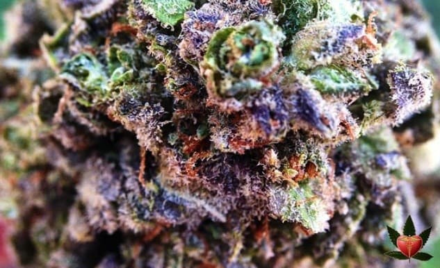 Kali Mist cannabis strain, community photo 2