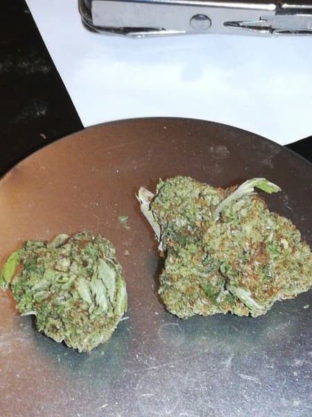 Kimbo Kush cannabis strain, community photo 2