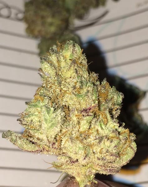 Kimbo Kush cannabis strain, community photo 3