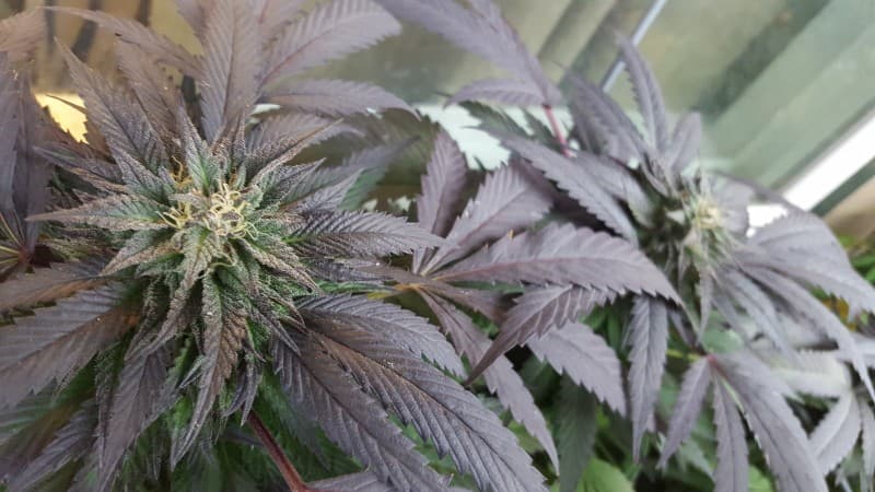 Kimbo Kush cannabis strain, community photo 4