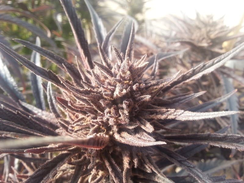 Kimbo Kush cannabis strain, community photo 5