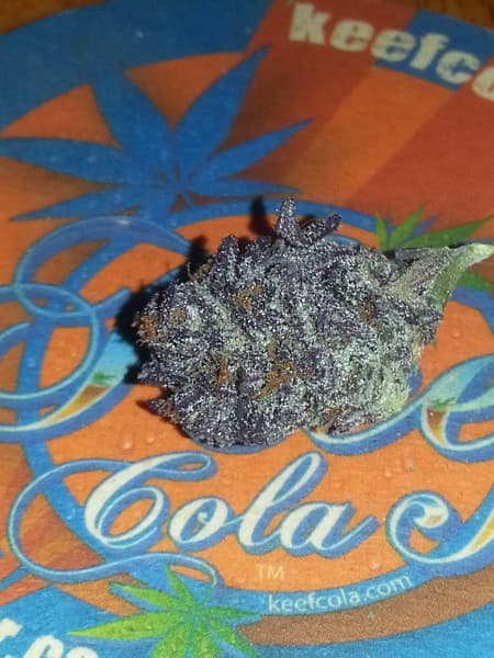 Kimbo Kush cannabis strain, community photo 6