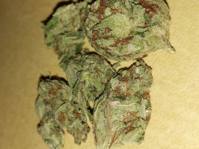 King Louis cannabis strain, community photo 3