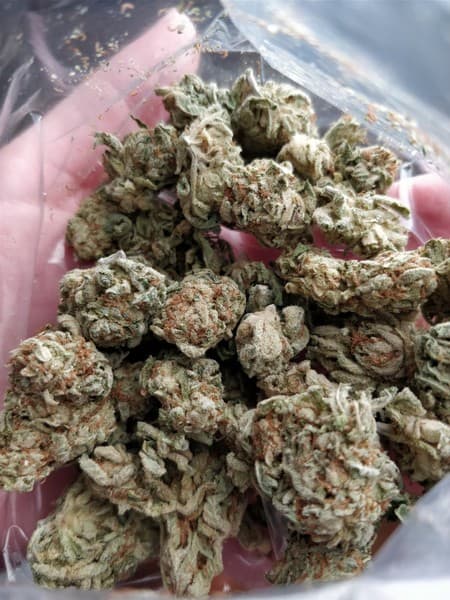 King Louis cannabis strain, community photo 4