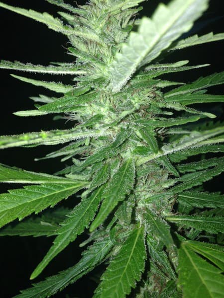King Louis cannabis strain, community photo 5